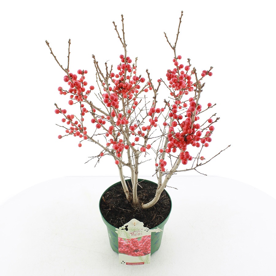 Ilex verticillata 'Jingle Bells'® C3.5 (20cm.), D 20 cm