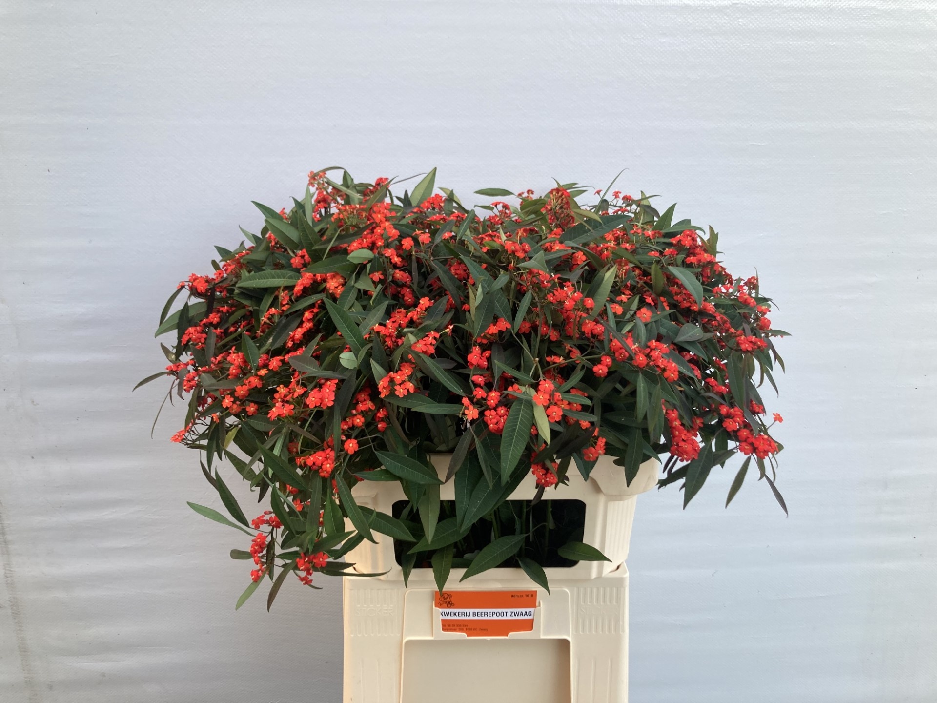 Эуфорбия куст. Рэд Сюрпрайз 80, шт.