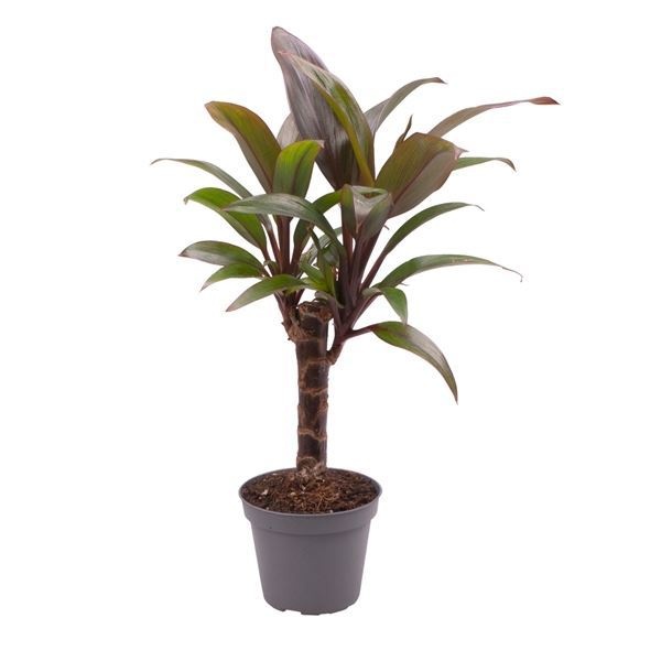 Cordyline Fruticosa Purple Compacta, D 6 cm