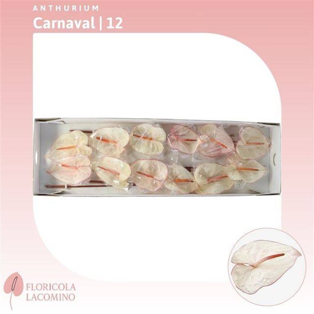 Антуриум Карнавал, шт.