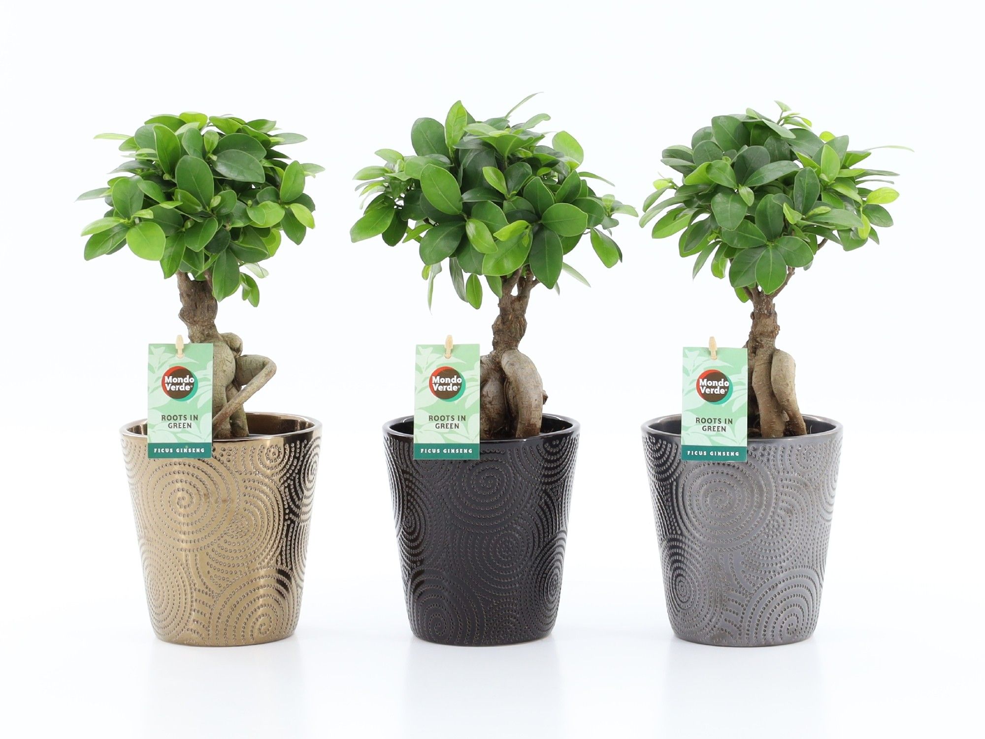Ficus micr. Ginseng in Infinity keramiek, D 13