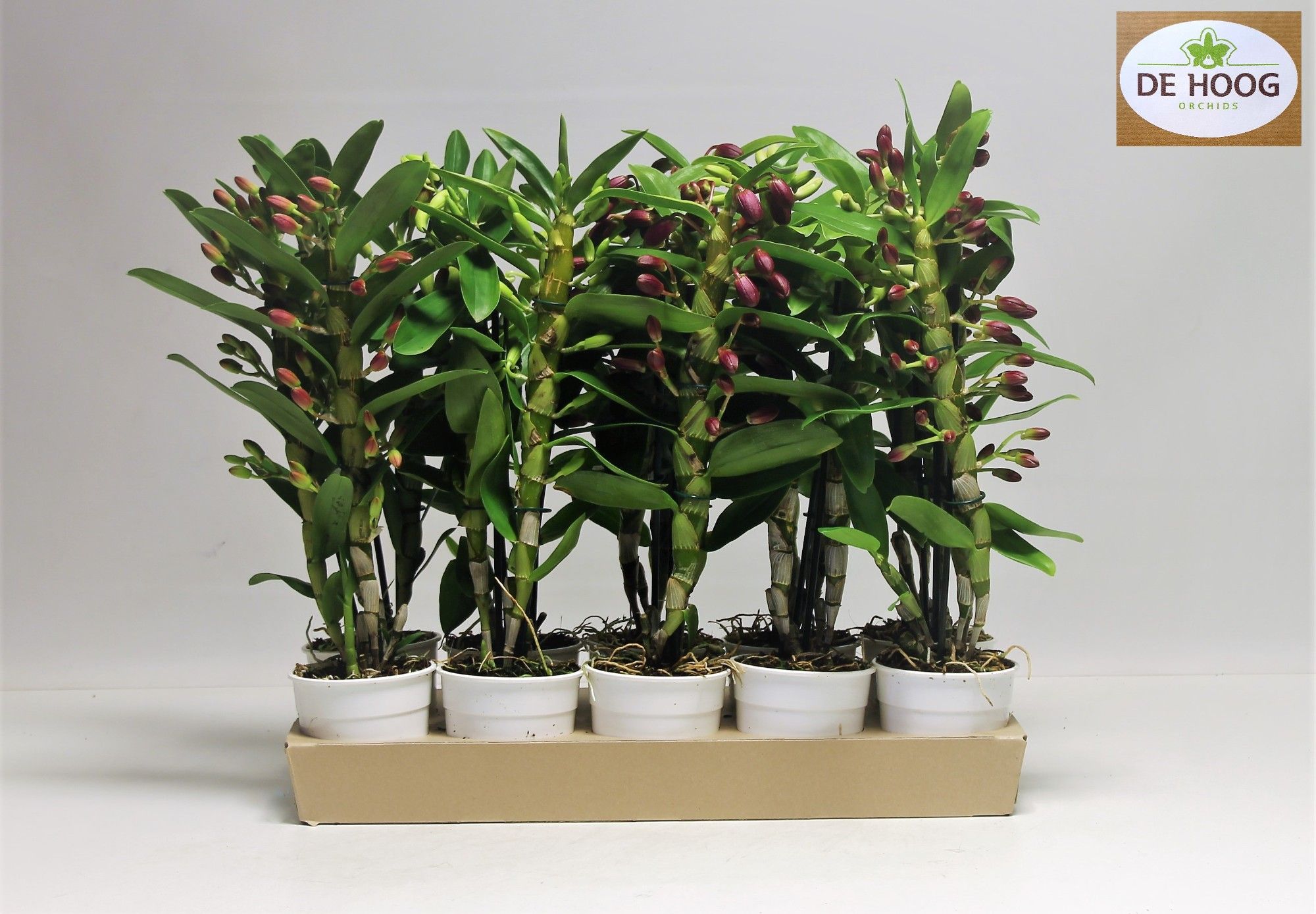 Dendrobiun Nobile Mix 2 stam 12+ tros DE Hoog Ecotray, D 12