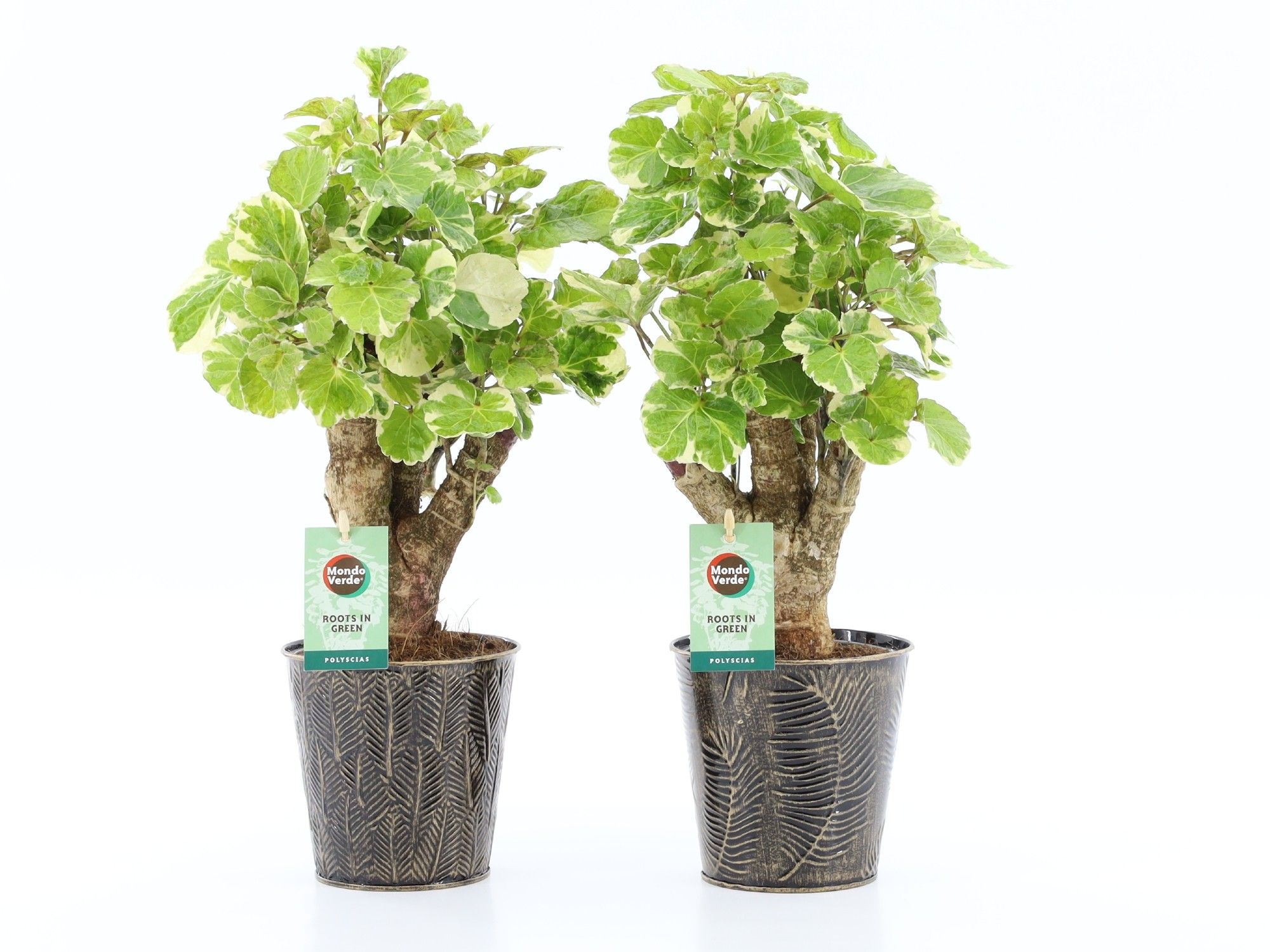 Polyscias Balfouriana in Iron Leaf, D 13