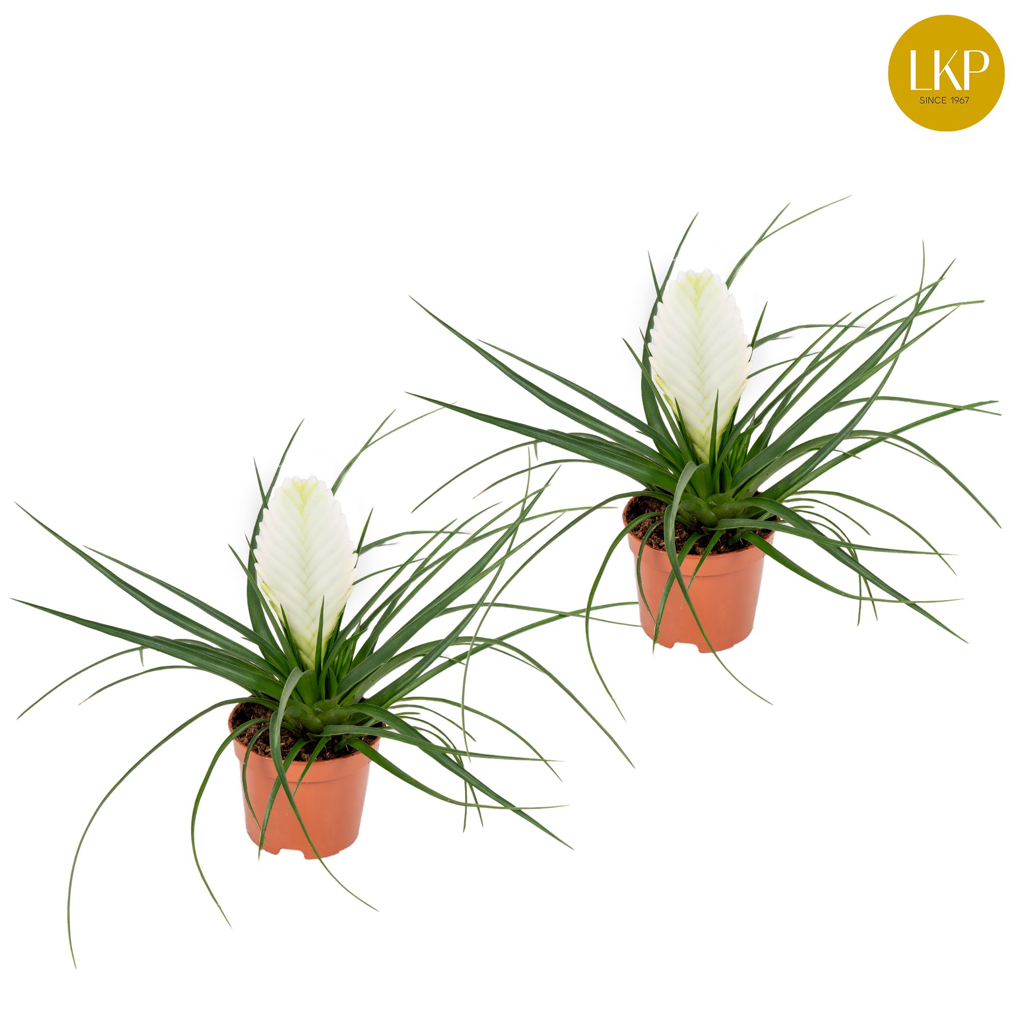 Tillandsia Biancini Wit (Zonder Hoes), D 9