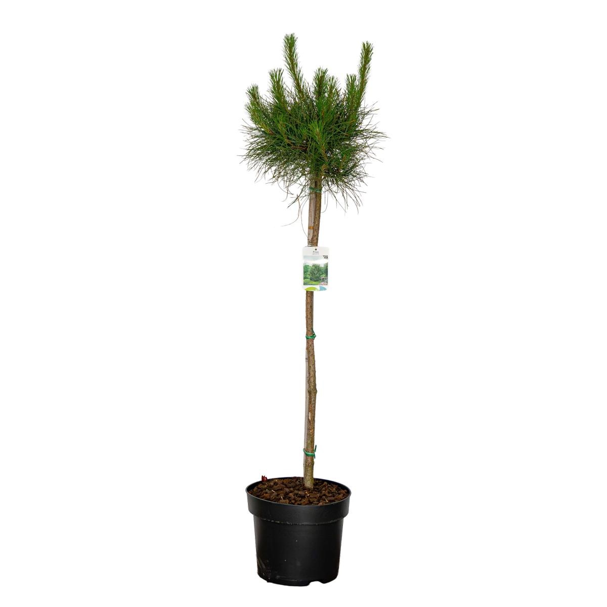 Pinus sylvestris, bol, D 28 cm