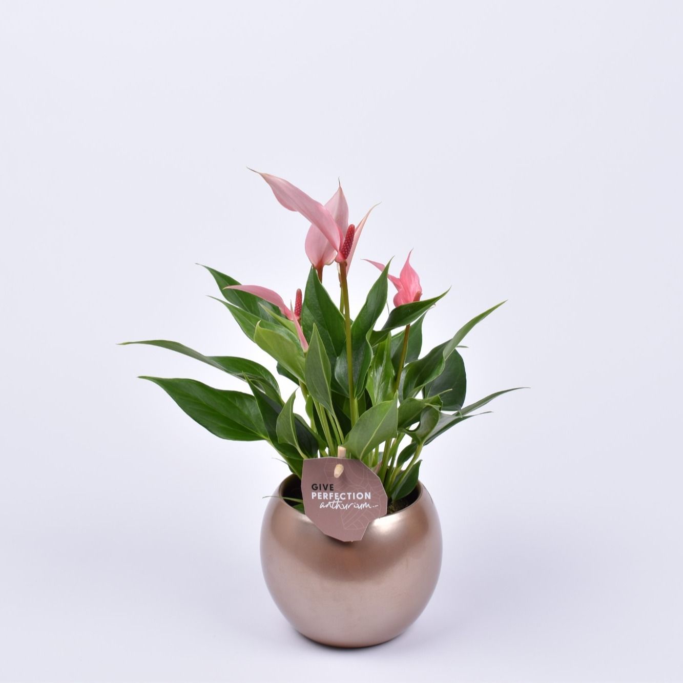 Anthurium Lilli 9cm in bolpot brons, D 11
