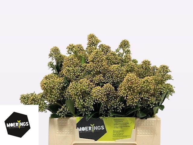 Скимия Сноу Вайт за пучок 30 (зел.), пуч.