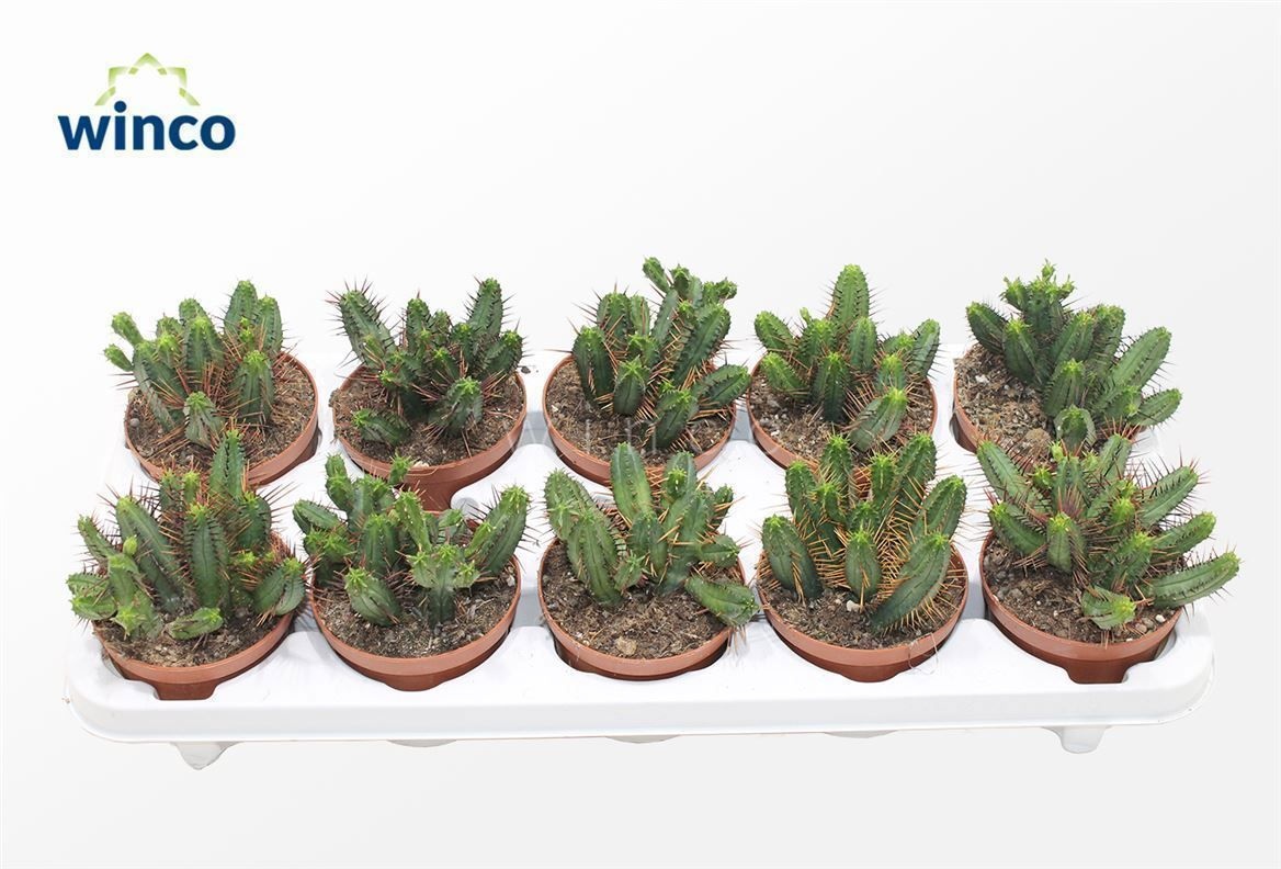 Euphorbia Enopla, D 10,5 cm Euphorbia Enopla, D 10,5 cm