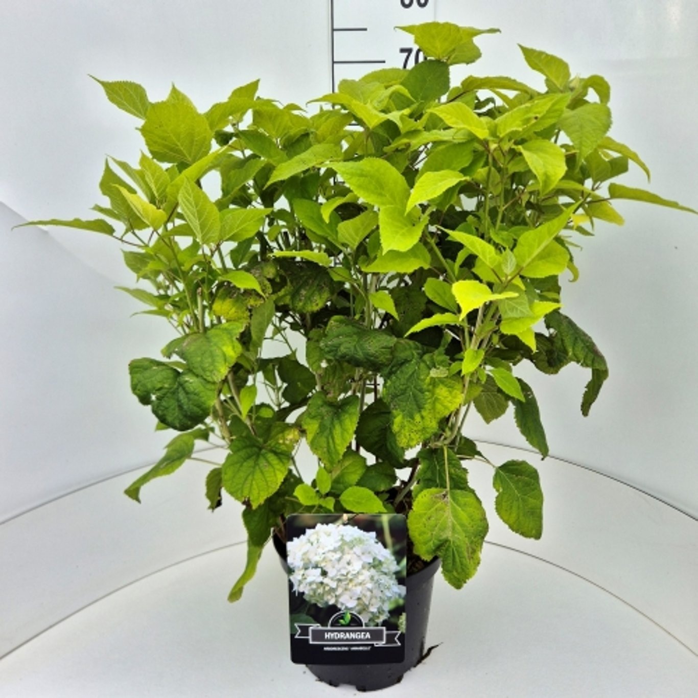 Hydrangea a. 'Annabelle', D 28