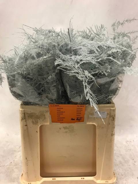 Аспарагус Овериг Крашеный (краш. ) 60, шт.