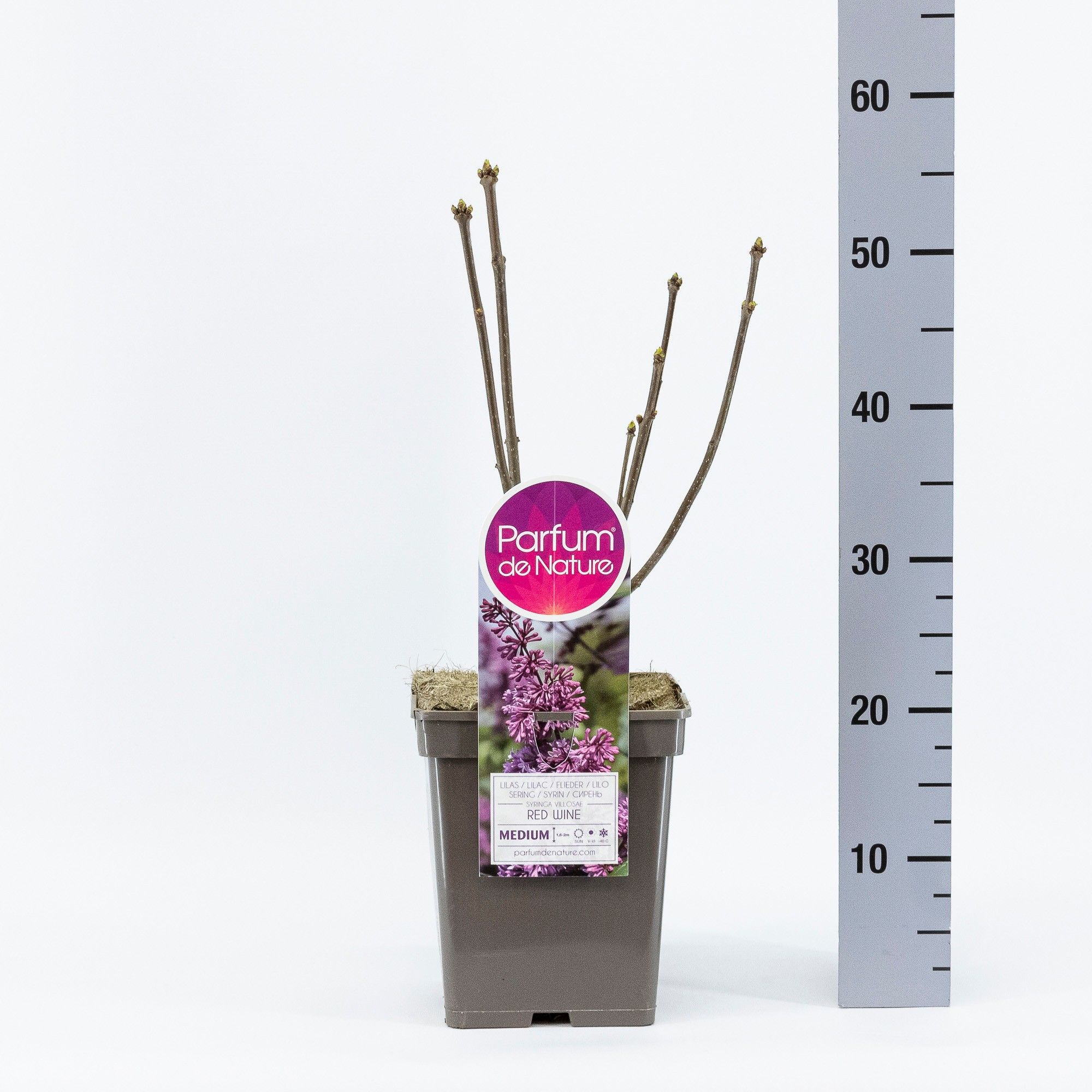 Syringa (V) Red Wine, C5, D 23