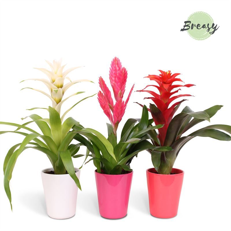 Bromelia Love - 12cm in Florence | Mimesis, D 12