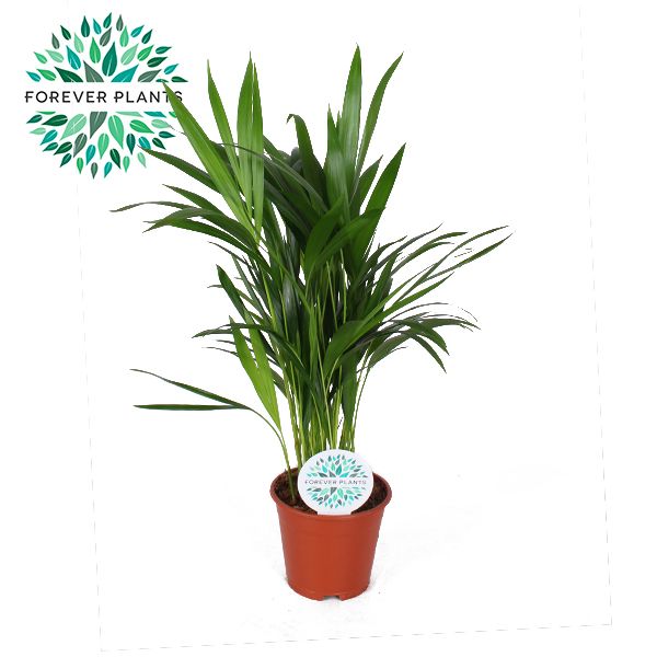 Areca Dypsis lutescens p14, D 14 cm Areca Dypsis lutescens p14, D 14 cm