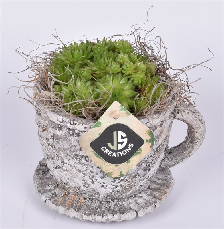 Cemt kop met schotel 9/12 cm, D 12