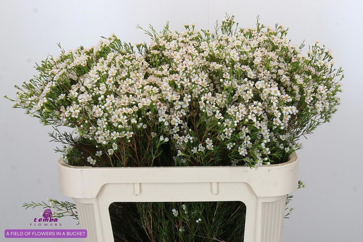 Шамелациум Перл Баттонс 70, шт.