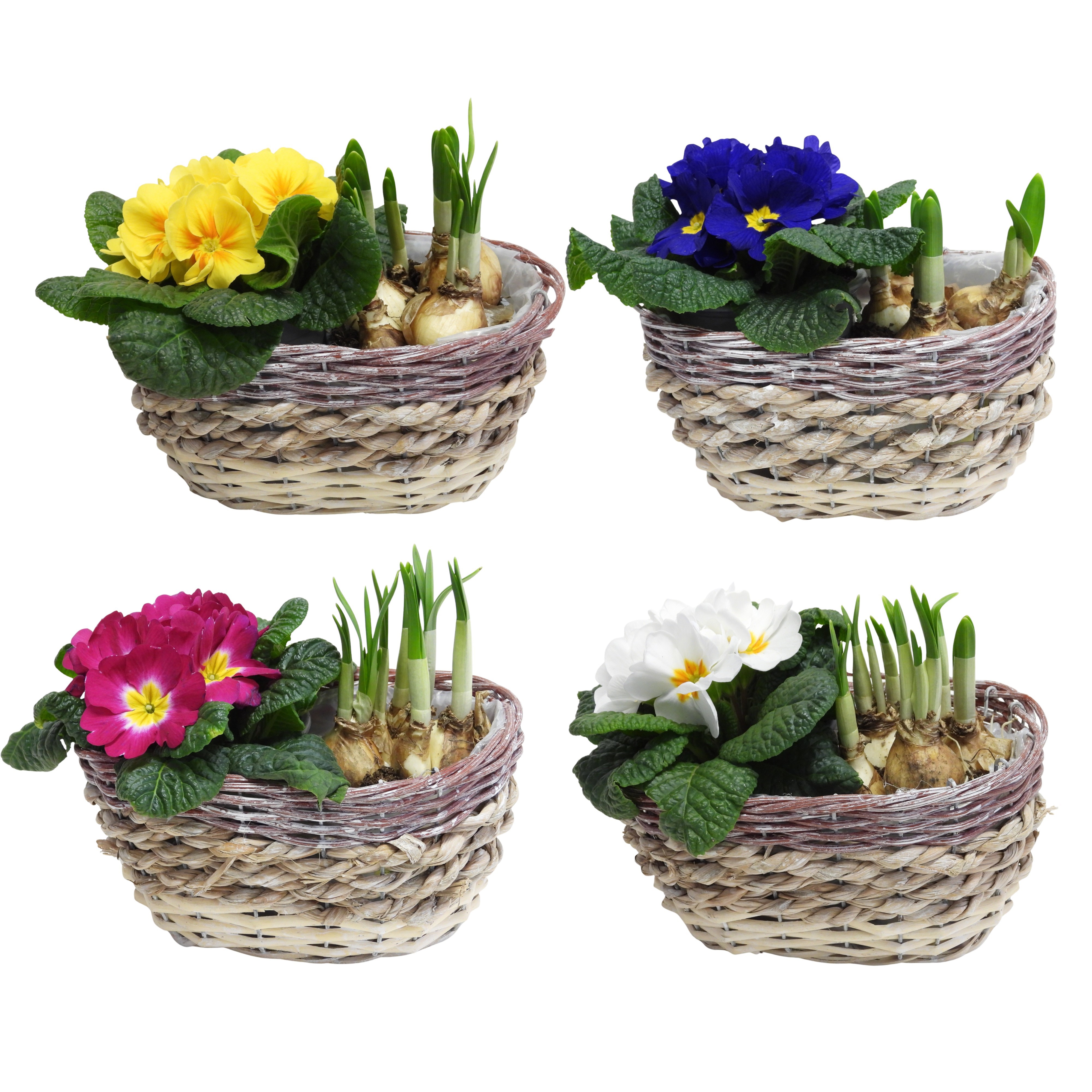 Early Spring Specials Arrangement Narcis Ovaal 21 cm, D 21