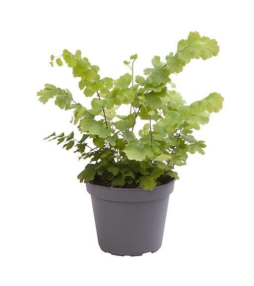 ADIANTUM RADDIANUM 'FRITZ LUTHI', D 6