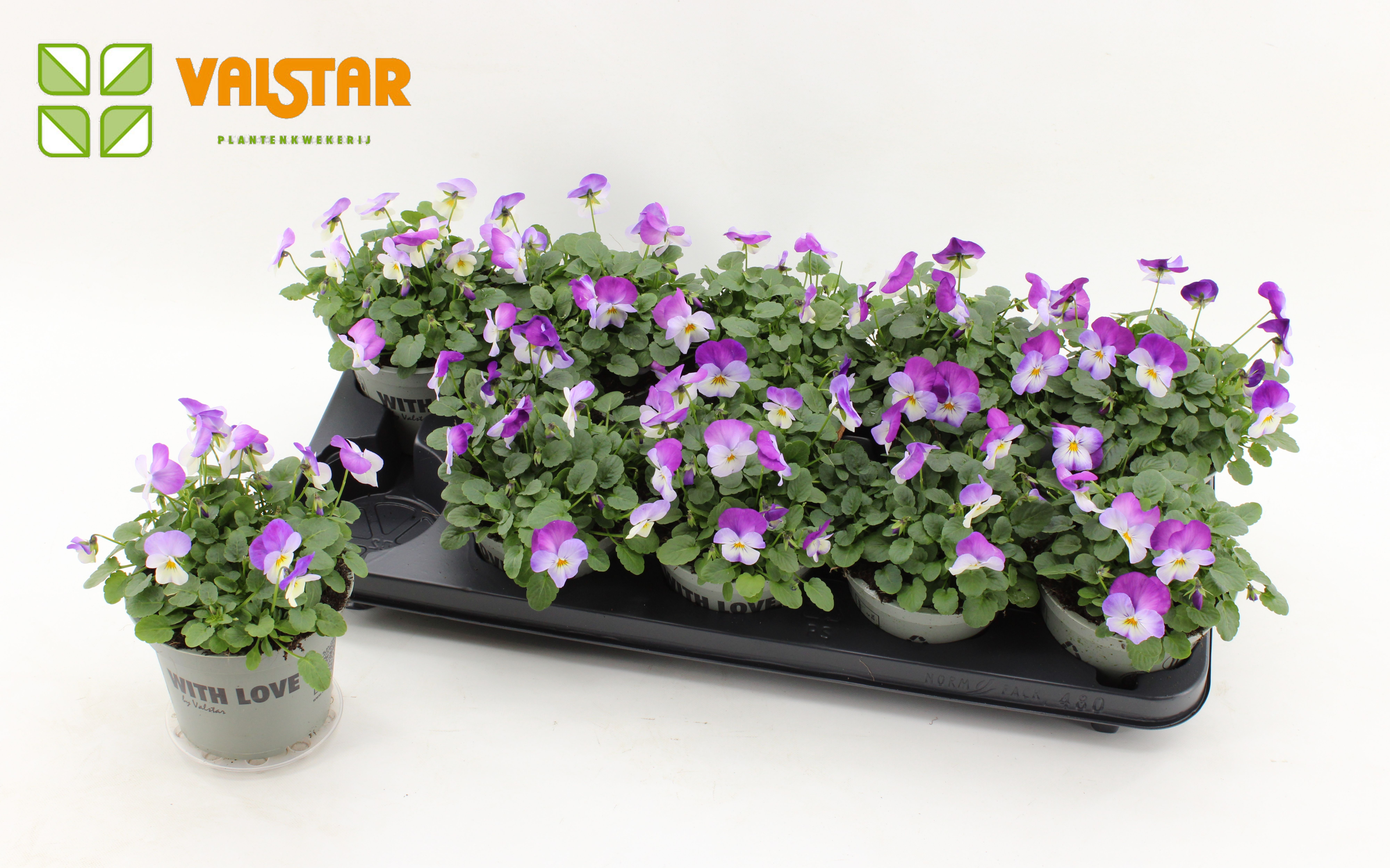 VIOLA CORNUTA DELTINI Rose Pink, D 12 cm VIOLA CORNUTA DELTINI Rose Pink, D 12 cm