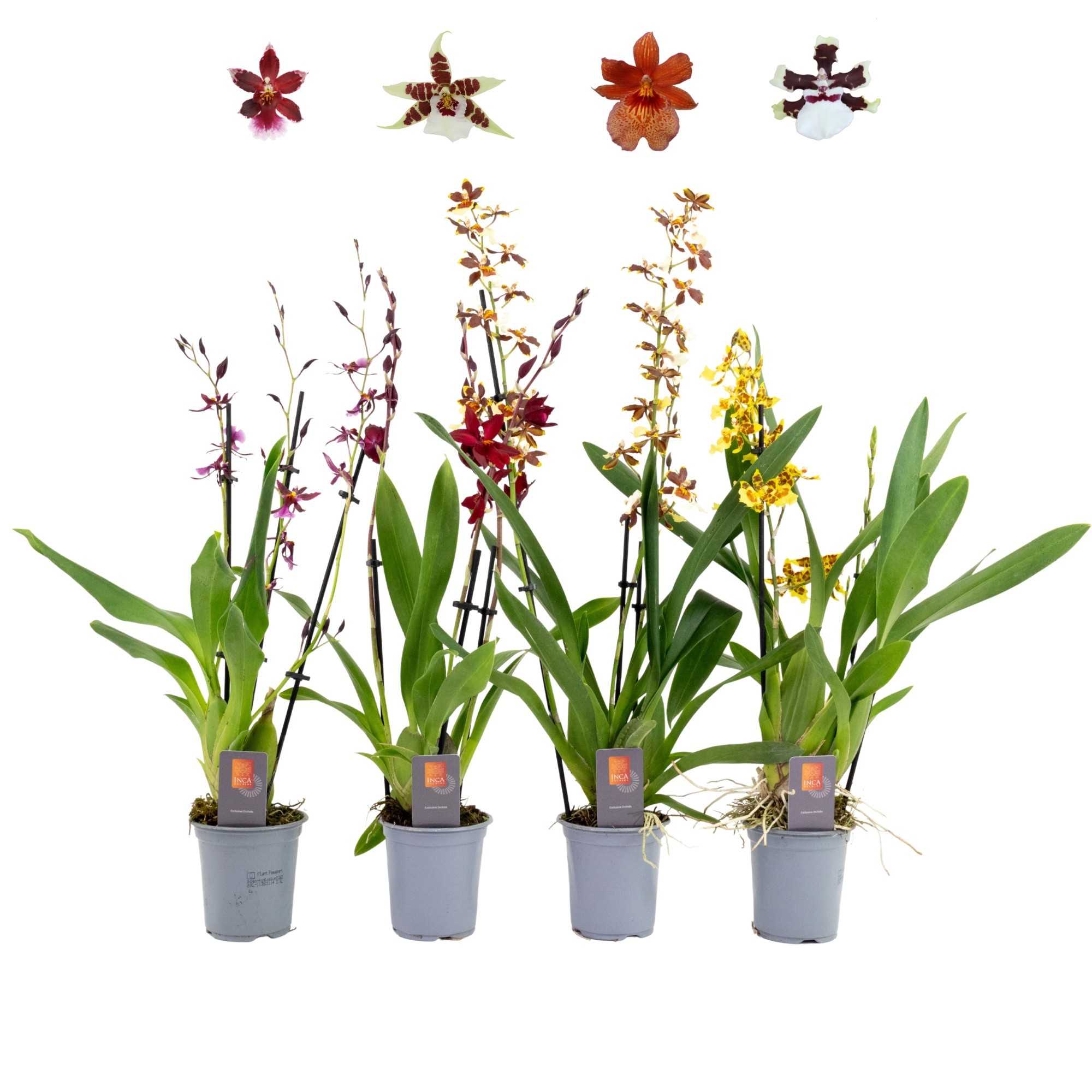 Inca Orchid mix 3 spike 9cm, D 9