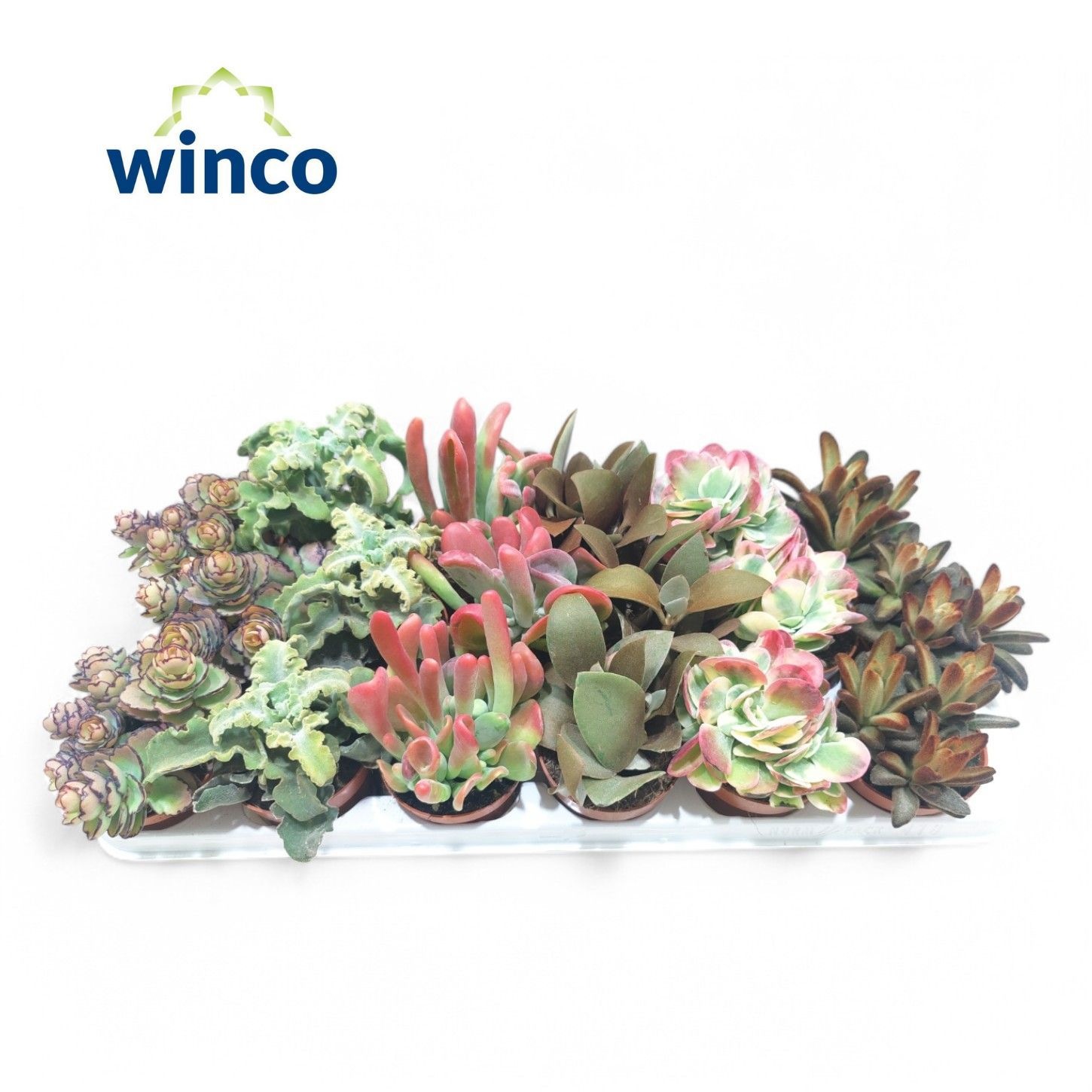 Kalanchoe Mix (Deluxe), D 8,5 cm Kalanchoe Mix (Deluxe), D 8,5 cm