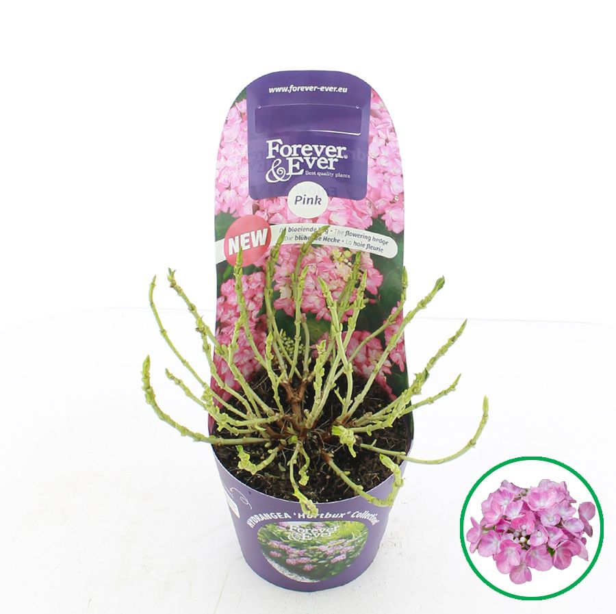 Hydrangea macr. Forever & Ever® 'Hortbux'® Roze C2 (17cm.) Potcover, D 17