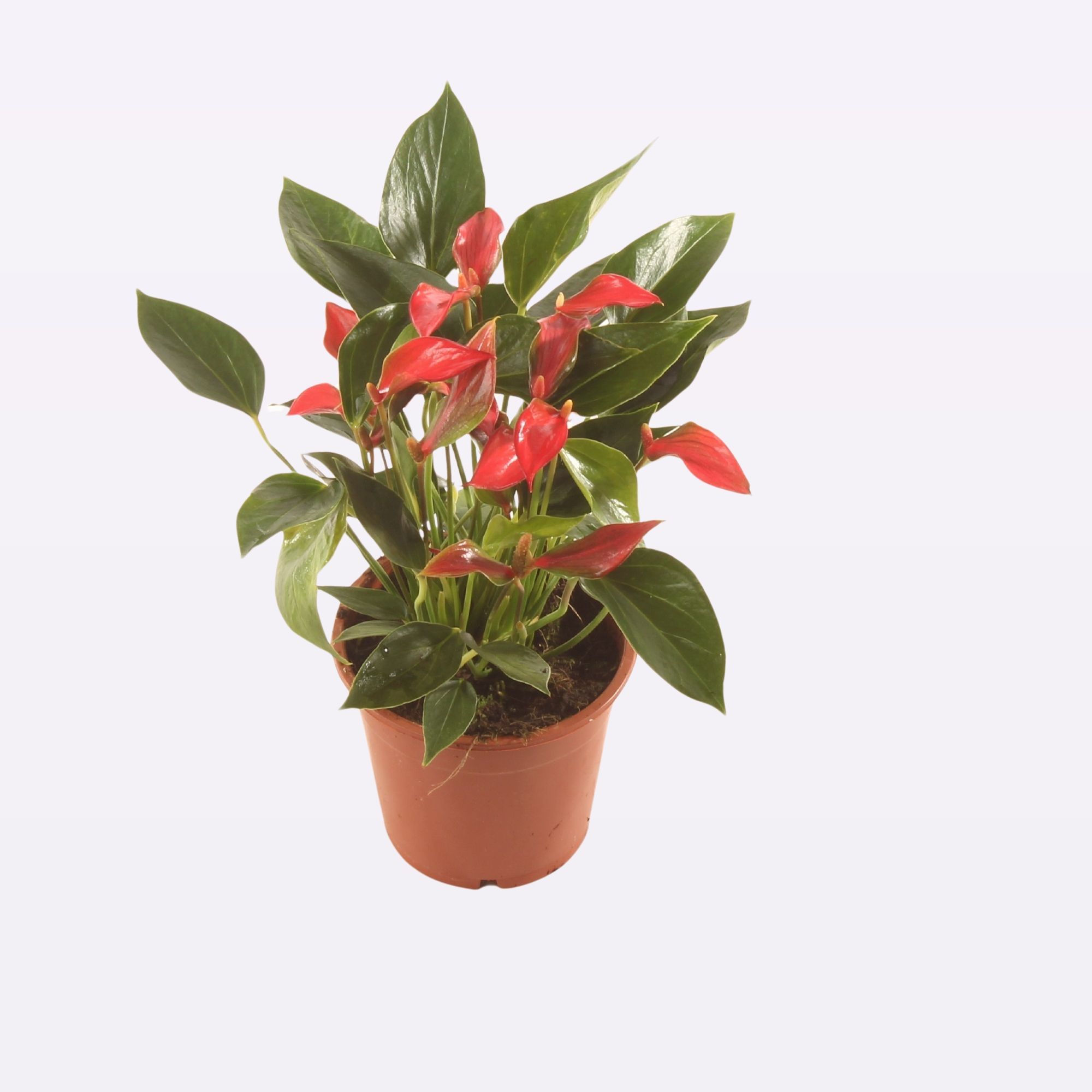 Anth. Trillions Red P12., D 12