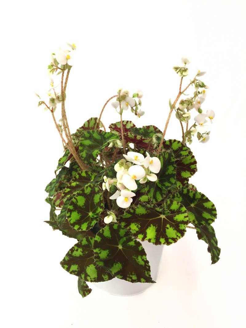 BEGONIA REX-HYBRID 'Tiger', D 12