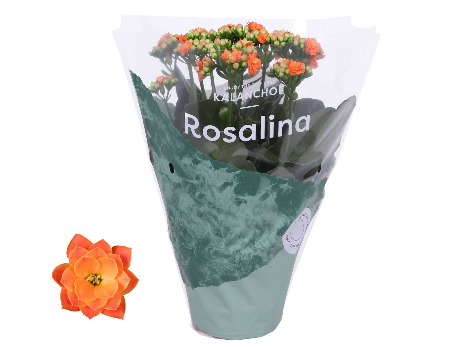 Kalanchoe Rosalina 12cm Don Pedro oranje, D 12 cm Kalanchoe Rosalina 12cm Don Pedro oranje, D 12 cm