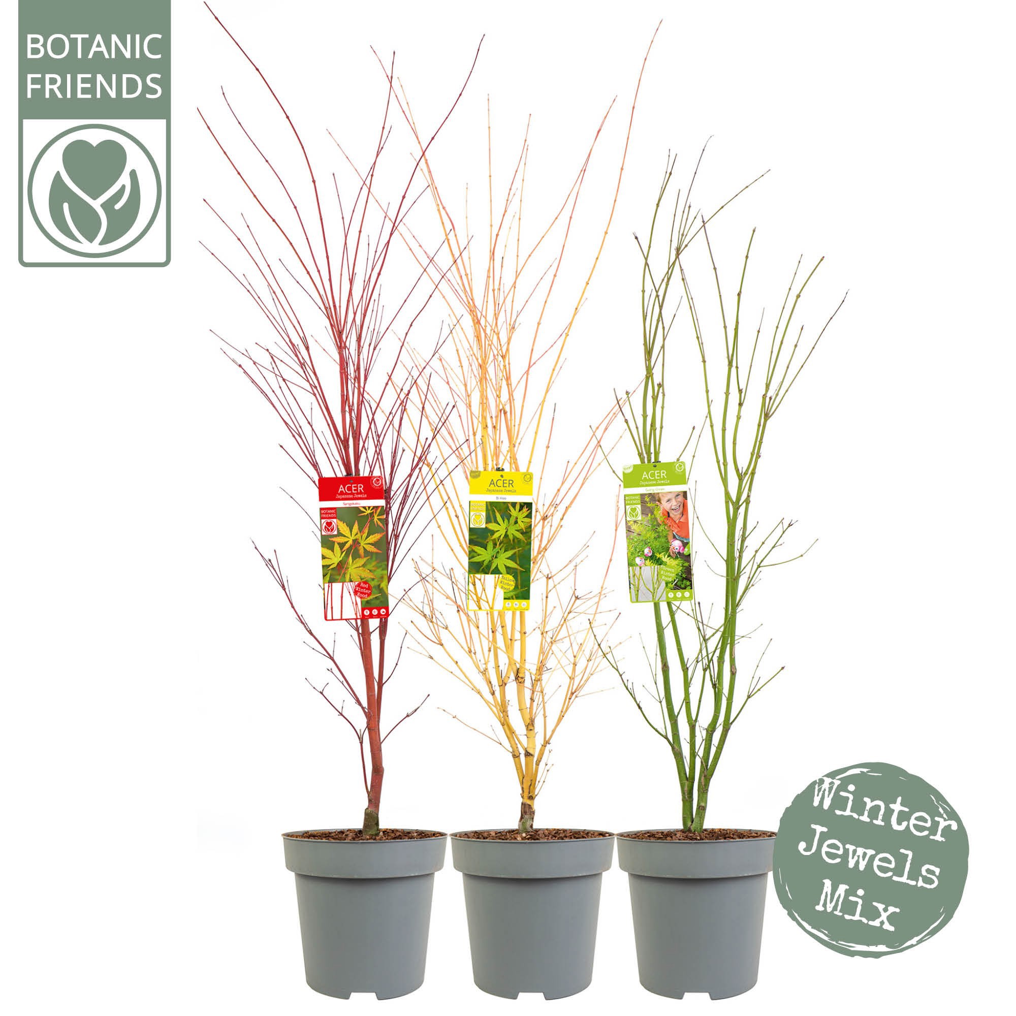 Acer palm. 'Winter Jewels' Mix, D 30