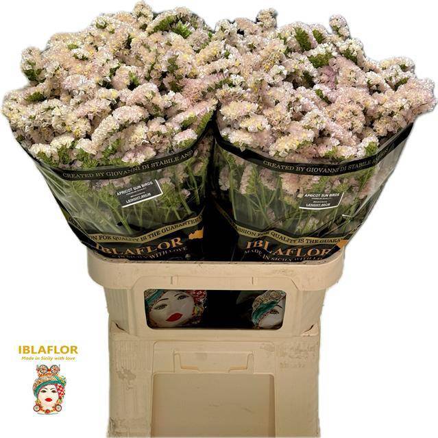 Статица Априкот Сан Бердс 80, шт.