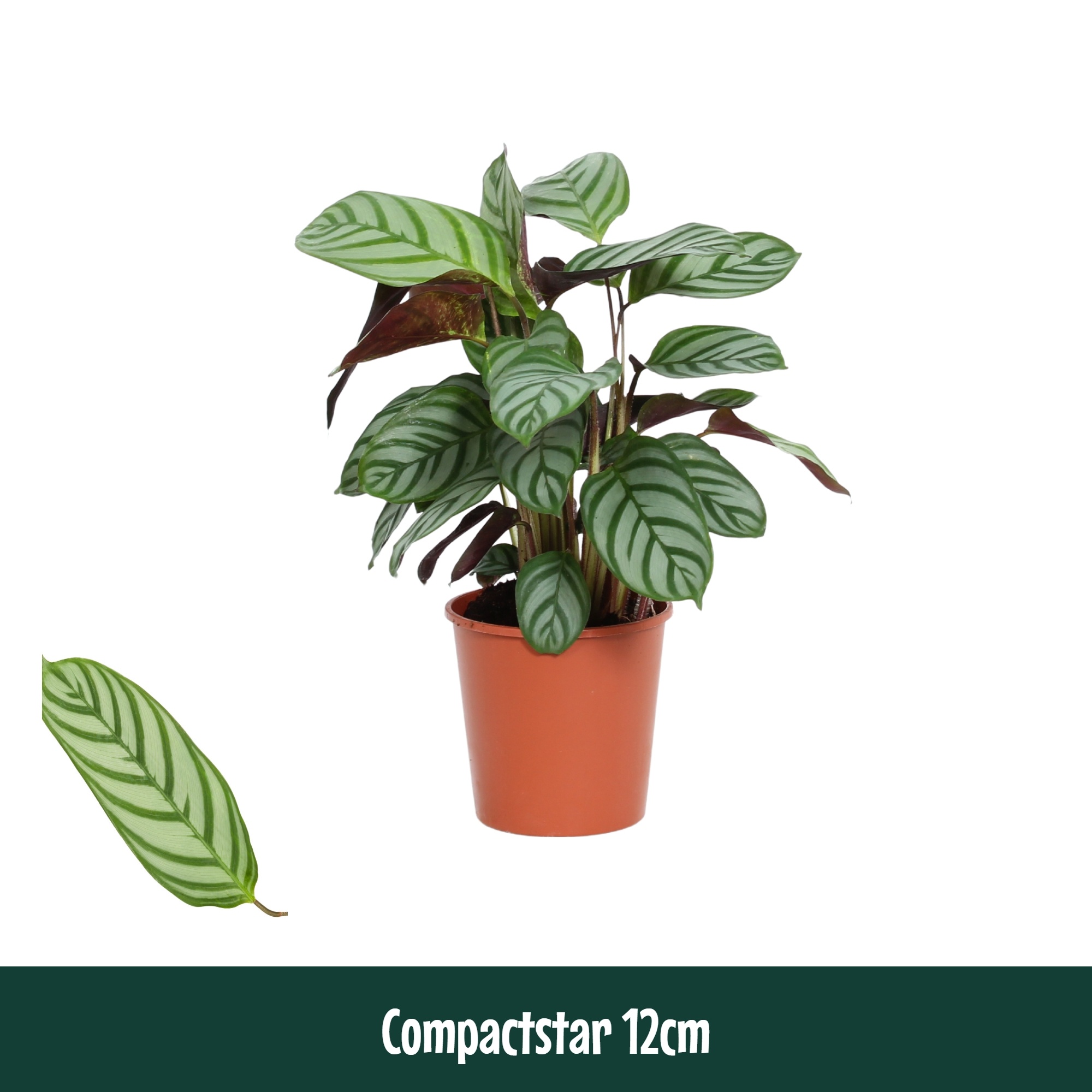 Calathea 12cm Compactstar (Ctenanhte) - Living, D 12