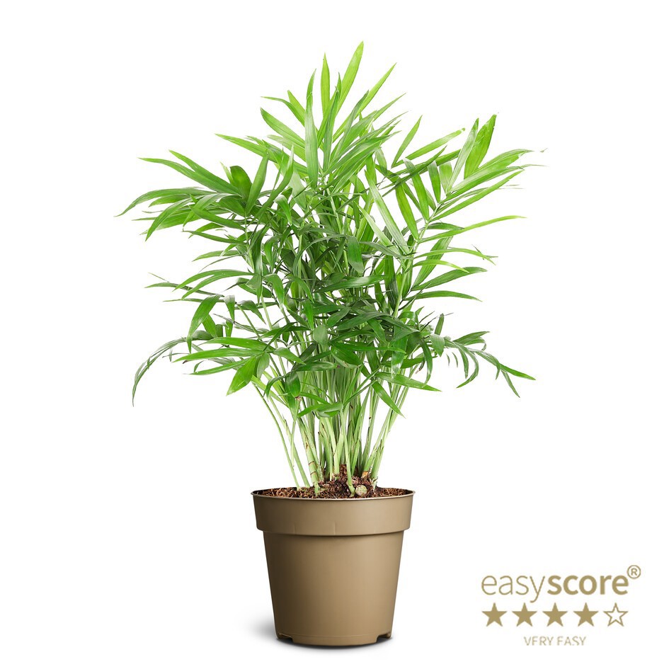 CHAMAEDOREA ELEGANS, D 9 cm
