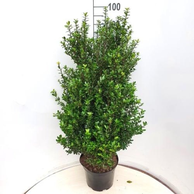 Ilex crenata 'Caroline Upright', D 29 cm