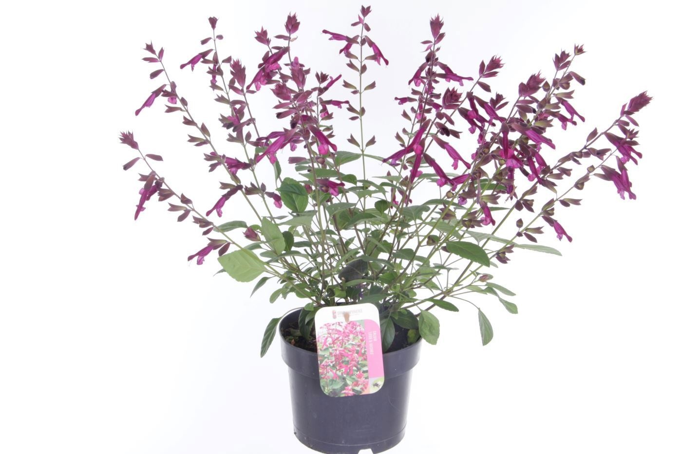 Salvia hybr. Love and Wishes, D 17 cm