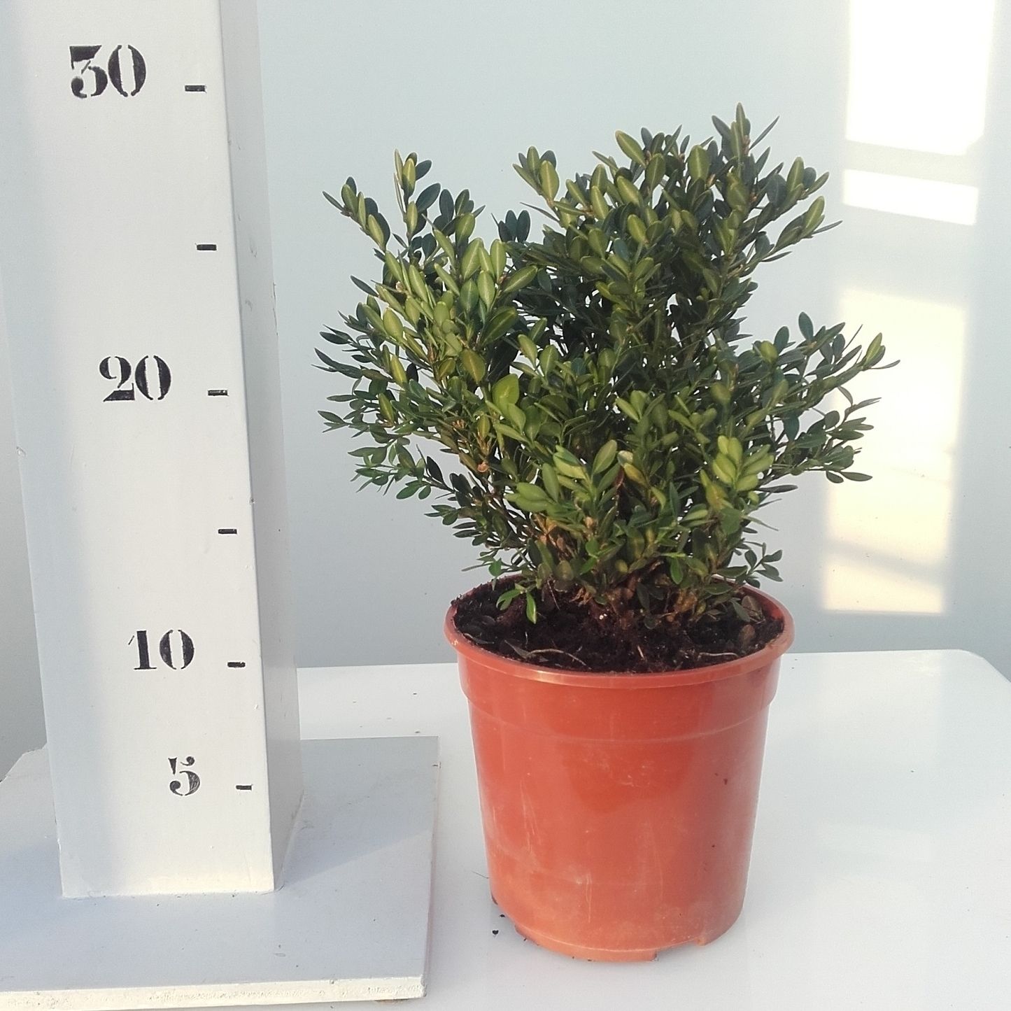 Buxus 'Green Velvet' 15cm struik, D 13