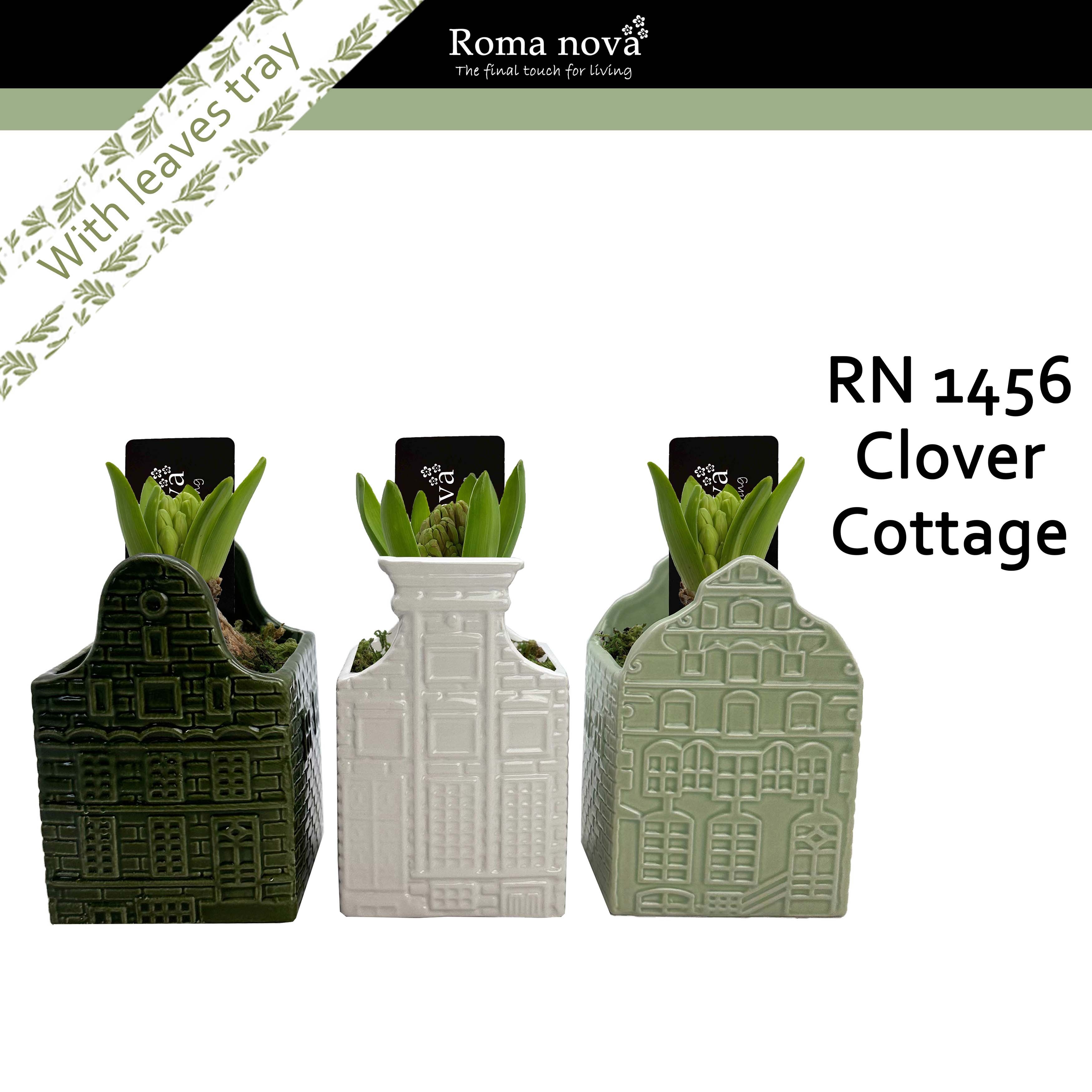 1456 - Clover Cottage (Hyacint), D 9 cm