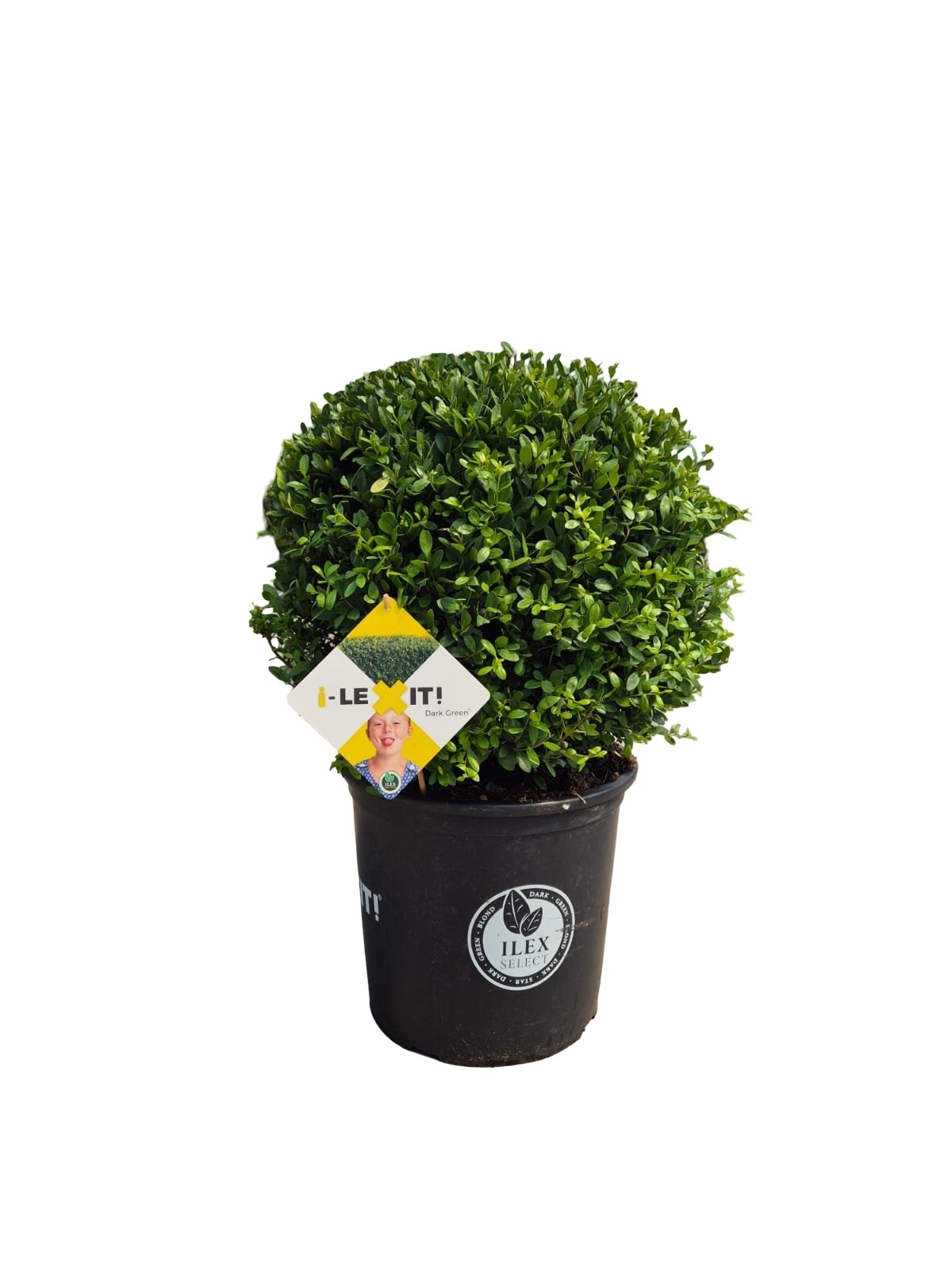 Ilex crenata Dark Green, P35, Bol Ø40cm, D 40