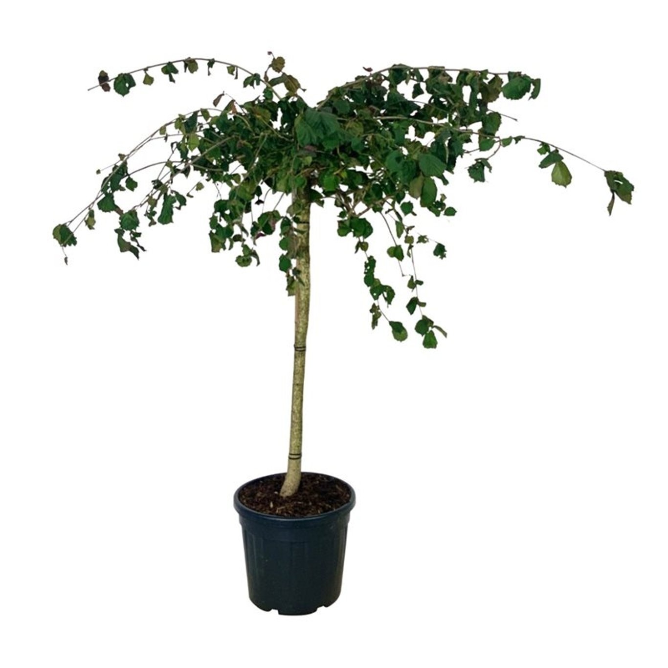 Corylus a. Purple Umbrella, D 50 cm