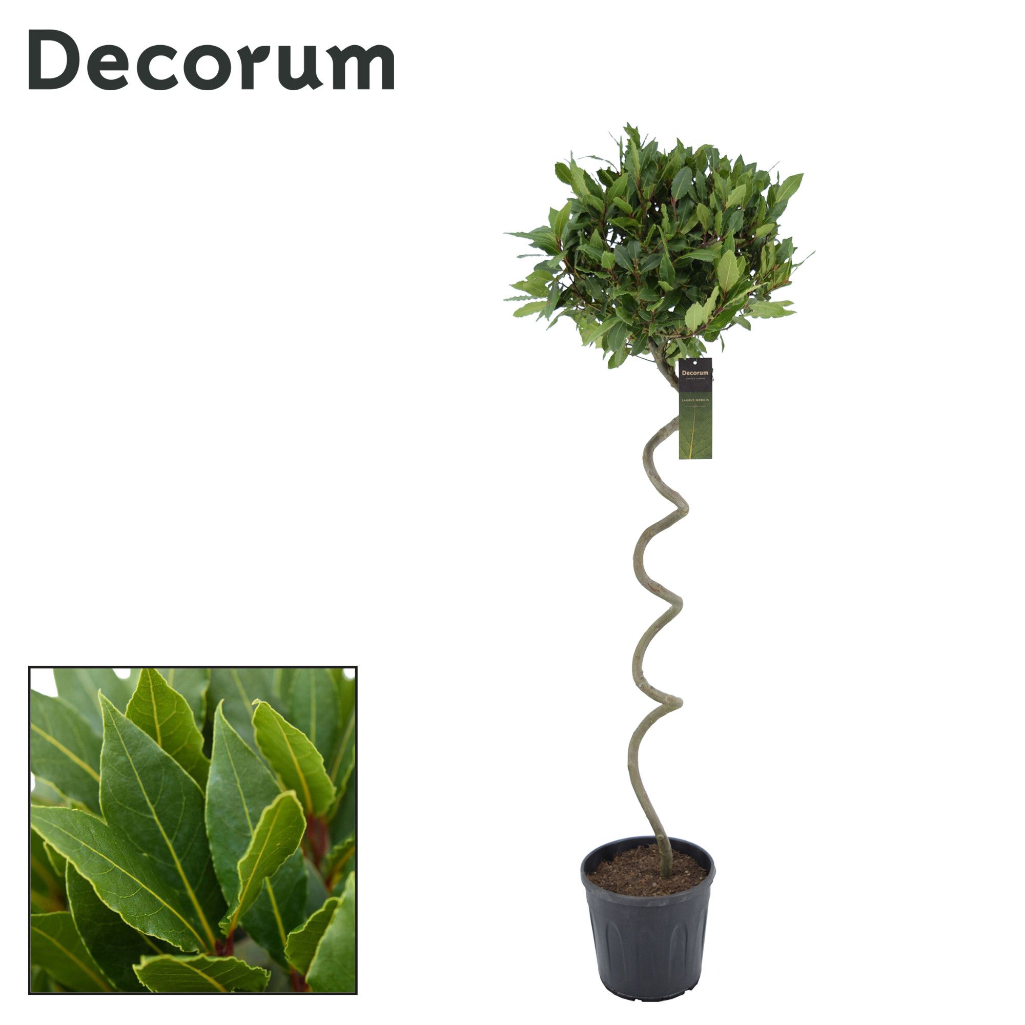 Laurus nobilis Kurketrekker, D 25