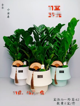 Замиокулькас Литтл Голден Фан 16方盆瓷盆 16 42