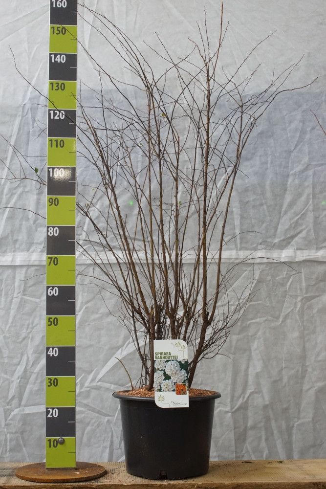 Spiraea vanhouttei C 20, D 36
