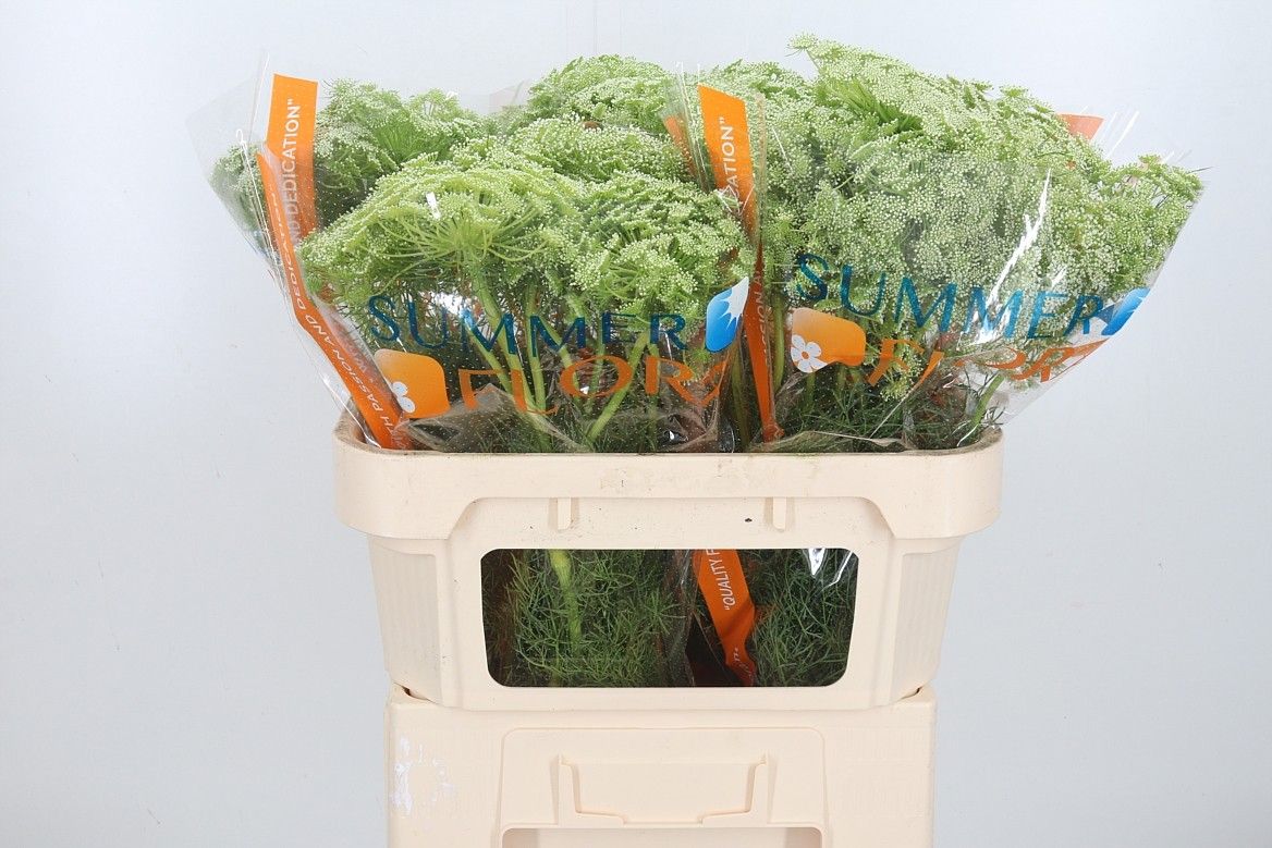 Амми Виснага 70, шт.