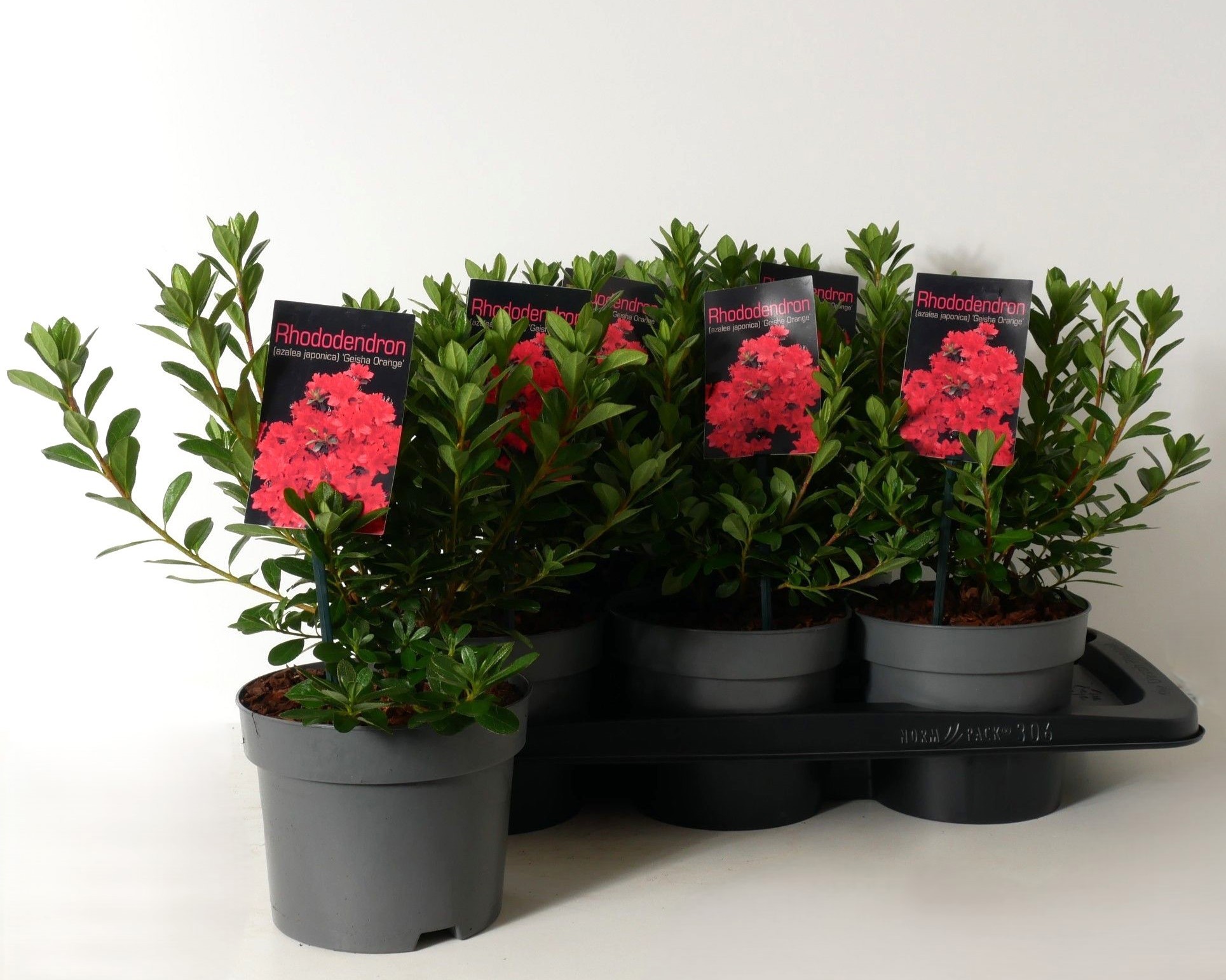 Rhododendron (AJ) 'Geisha Orange' P17, D 17 cm