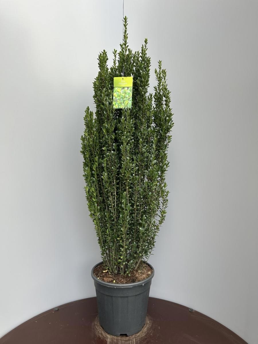 Ilex crenata 'Fastigiata', D 34 cm