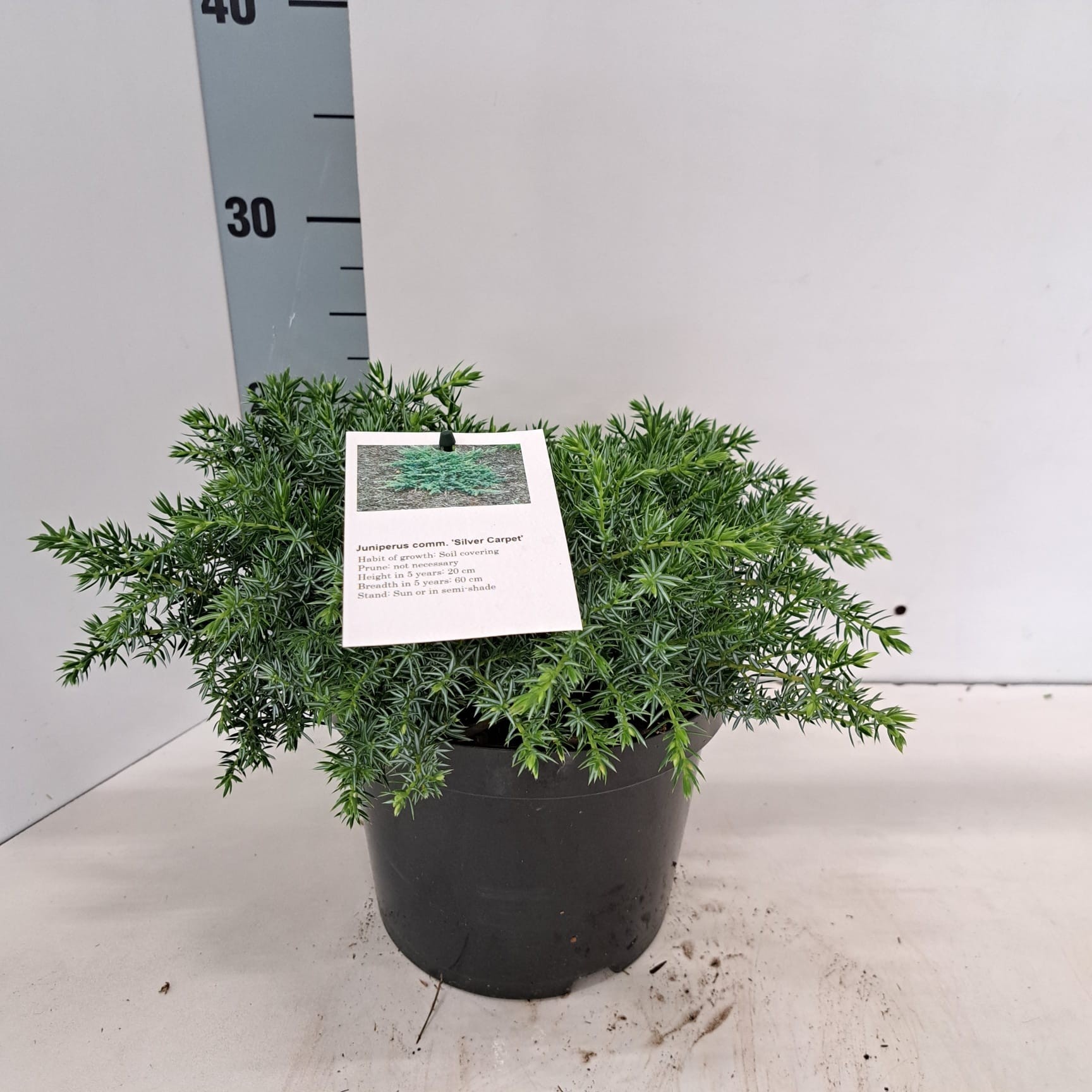 Juniperus comm. 'Silver Carpet', D 19
