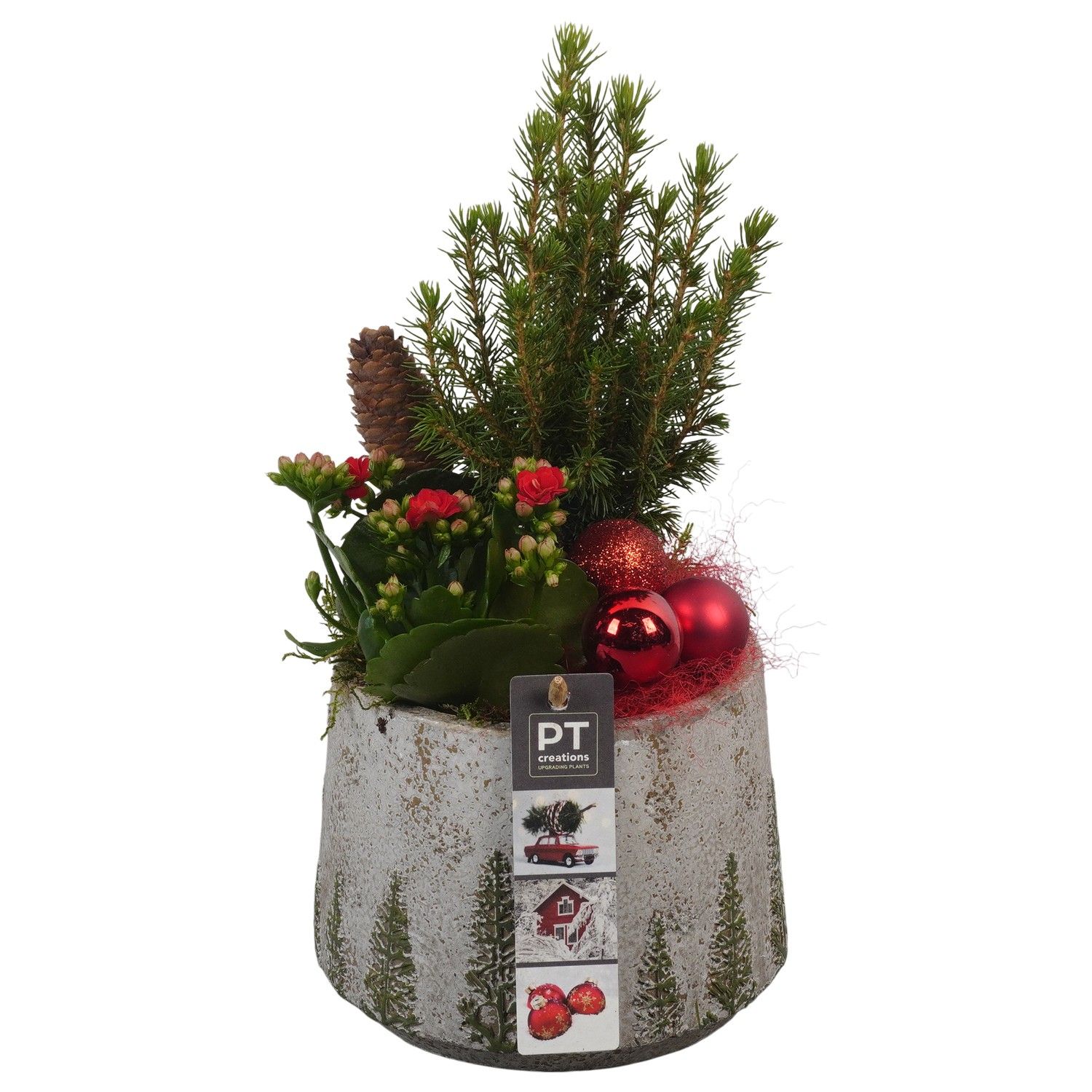 PTCHR7312 Arrangement Christmas Red in beton pot, D 15 cm