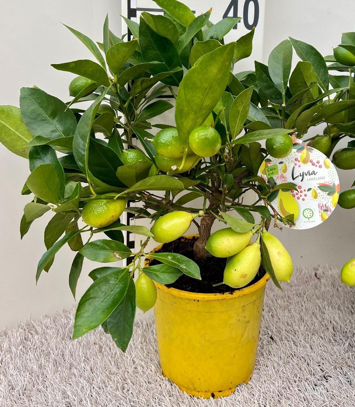 Citrus floridana Limon medi-stem, D 14 cm
