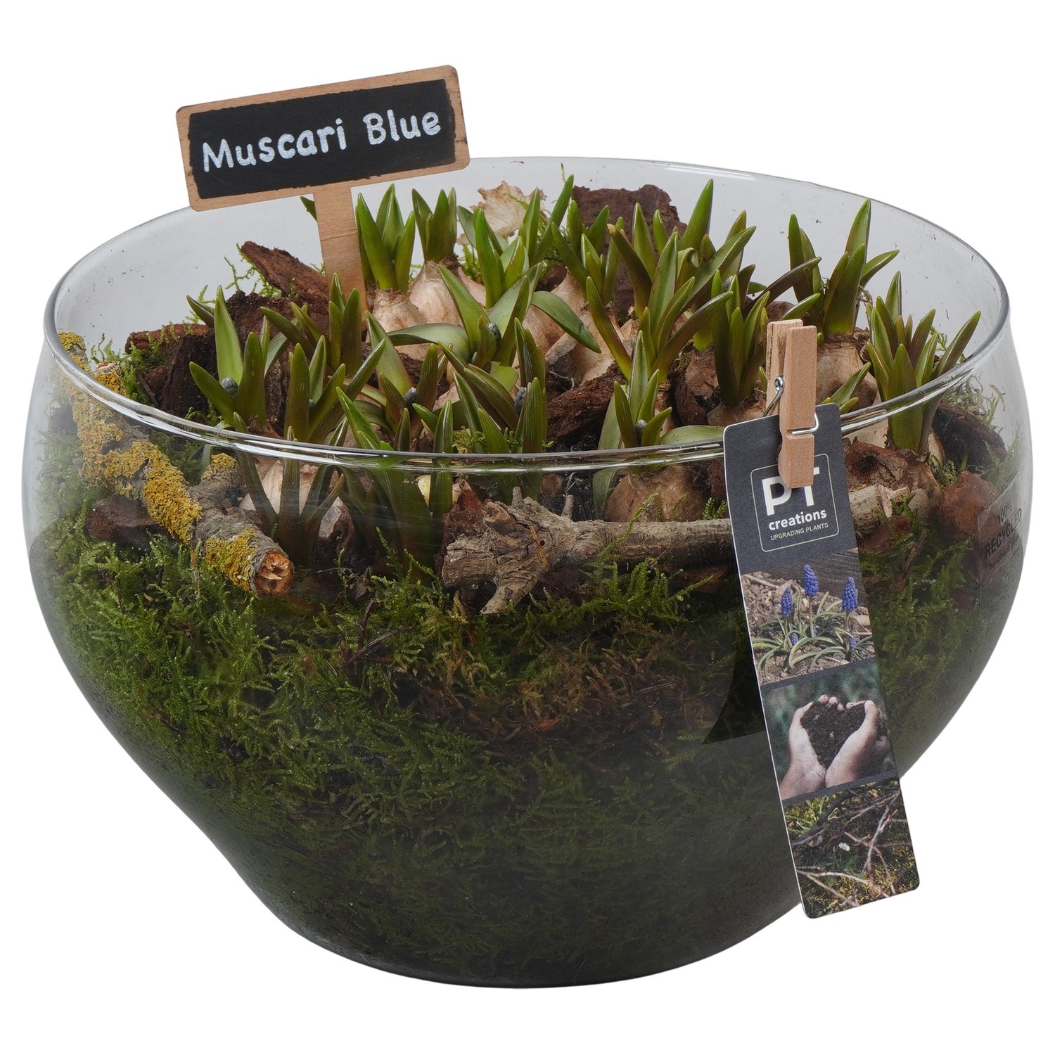 PTMB6337 Arrangement Muscari Blue in glasschaal, D 23