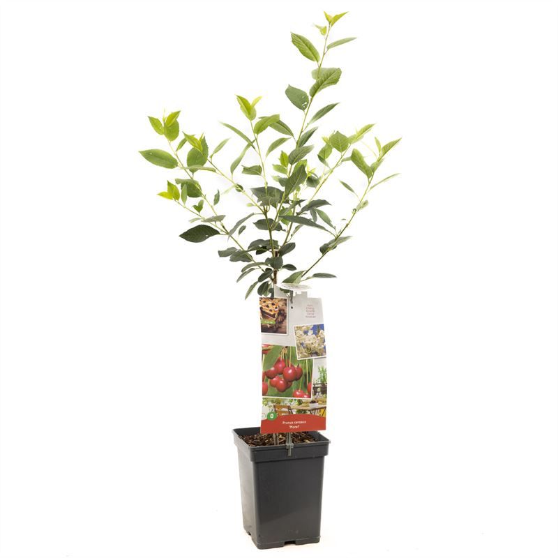 Prunus cerasus Morel Patio Zure kers, D 18