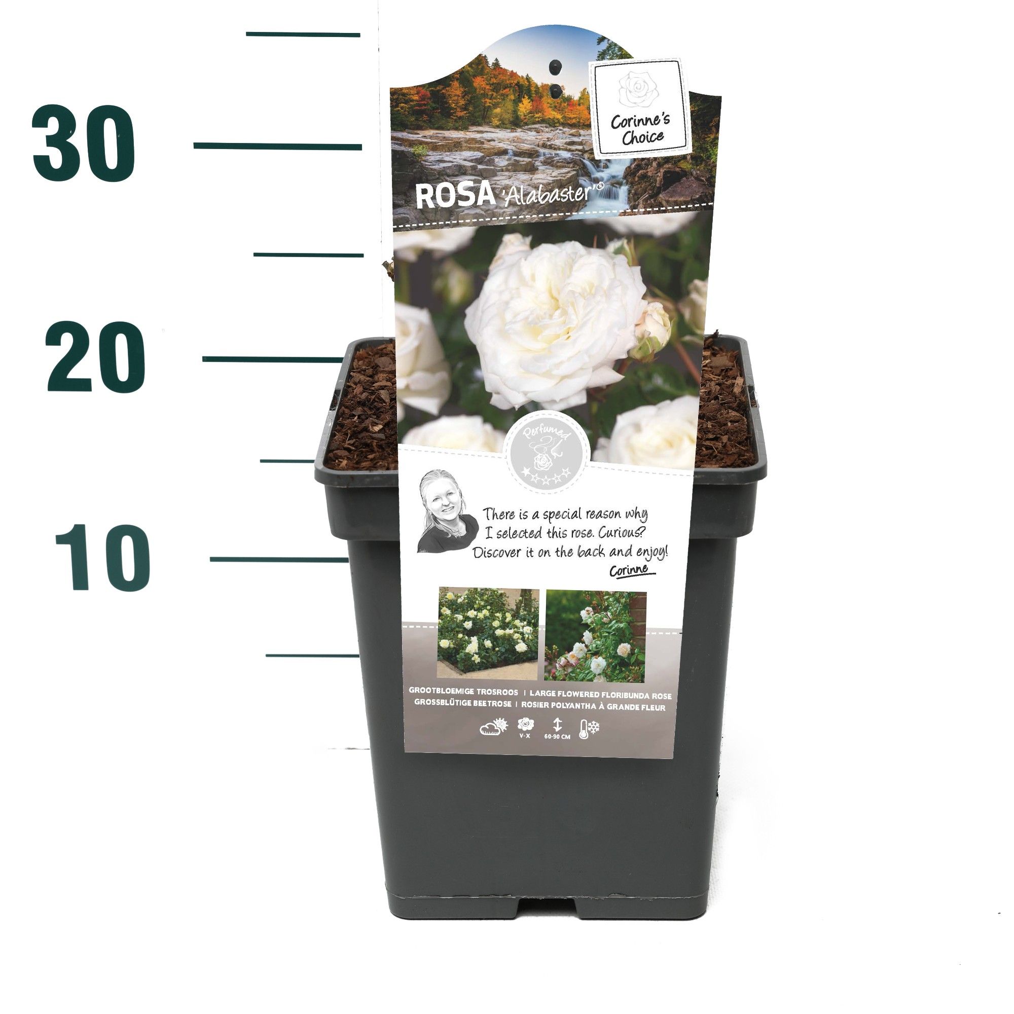 Rosa 'Alabaster' - Struik - VP5 - Categorie 3, D 23